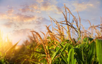 Growing Green: Crop Insurance Innovations Every Agent Should Embrace