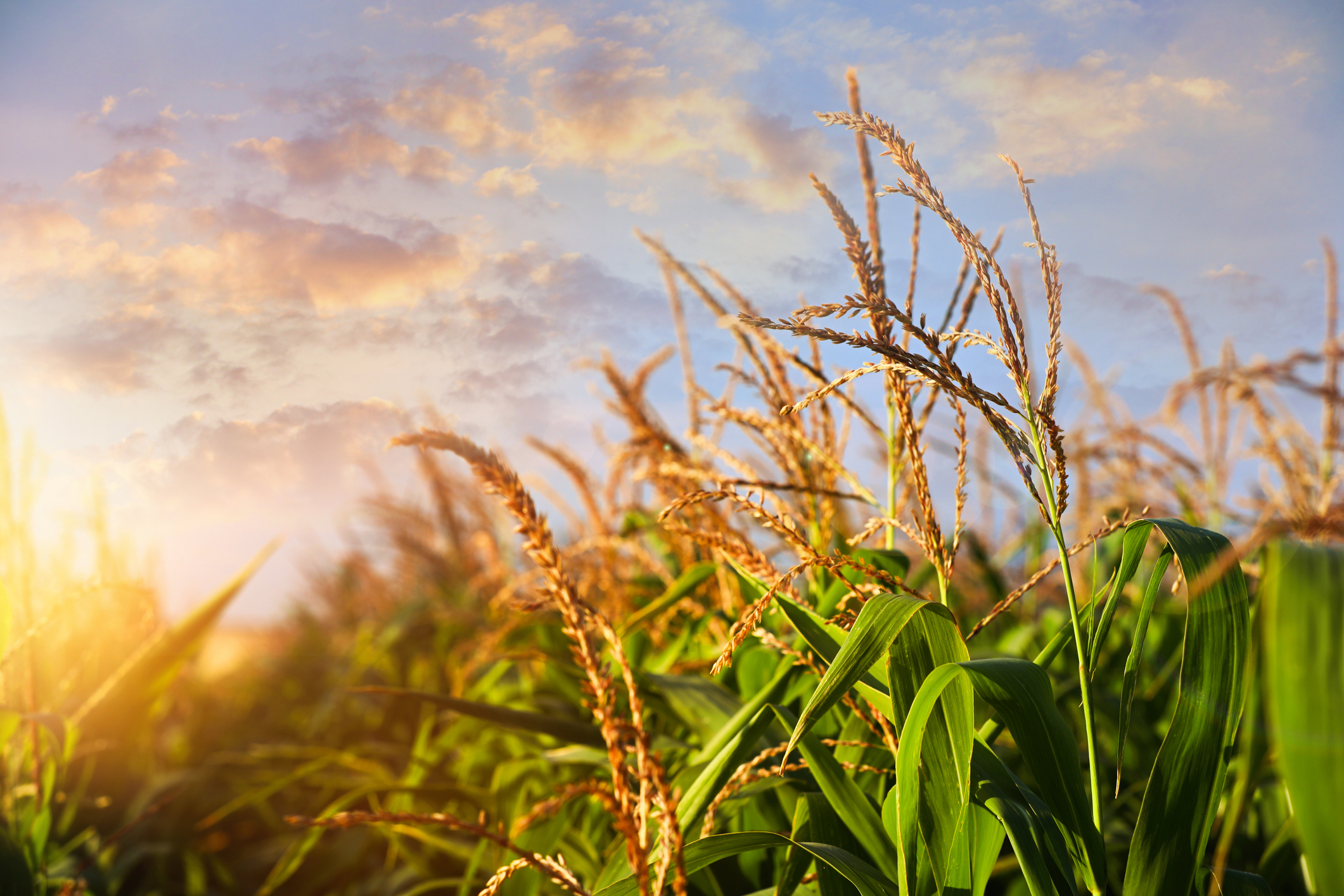 Growing Green: Crop Insurance Innovations Every Agent Should Embrace post thumbnail
