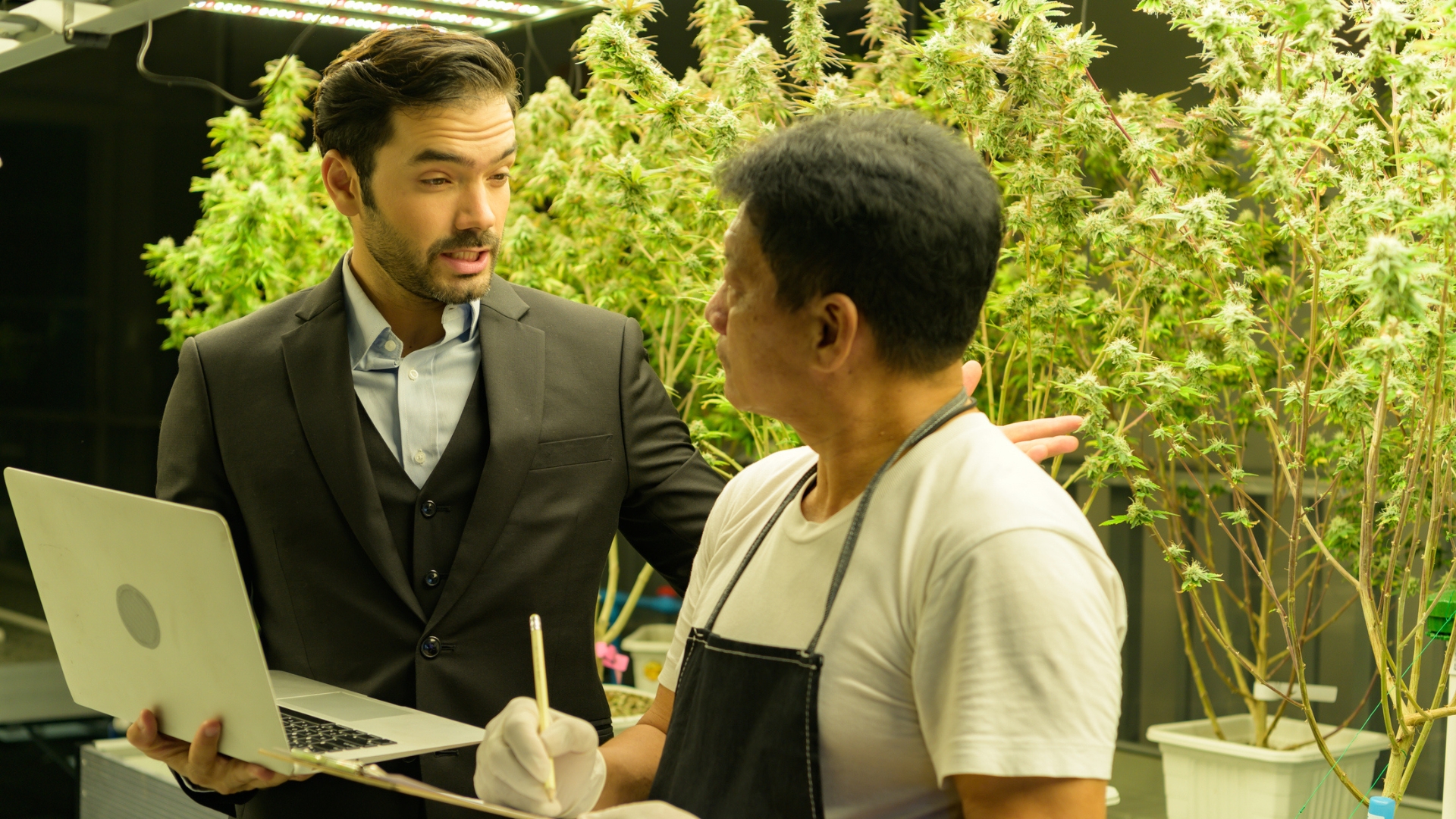 Cannabis Business Insurance – A $5.4 Billion Opportunity Agents Are Overlooking post thumbnail